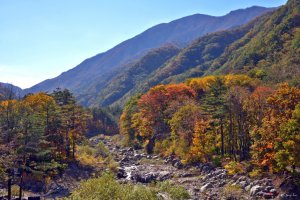 월정사 전나무 숲길