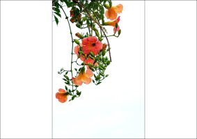 (시흥)관곡지의 우중 연화(雨中蓮花)