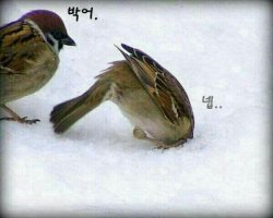 참새의 군기잡기???