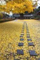 전주 향교 은행나무