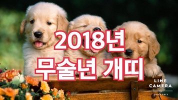 2018년 삼재띠 범,개,말 내년 날삼재 운세