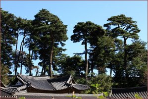 강릉 / 선교장(船橋莊)의 가을