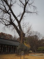 Re:전주 향교 은행나무