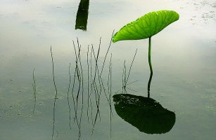 2008년 관곡지에서