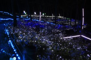 정읍 구절초축제.