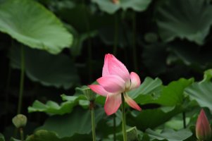 190801-관곡지 연꽃테마파크