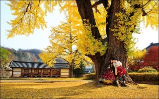 전주 향교 은행나무