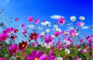 코스모스 이미지