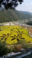 정읍 구절초 축제