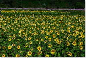 정읍구절초 축제