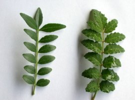 우르실텃밭-산초나무와 초피(재피)나무의 비교