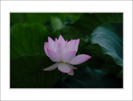 관곡지..4-9