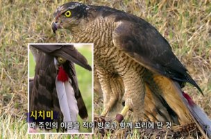 시치미 이미지