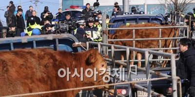 [포토] 소가 무슨 잘못