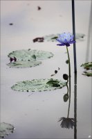 '어떻게 살것인가' 보다 중요한 문제, 【 관곡지, 시흥연꽃테마파크 】
