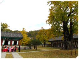 전주 향교 은행나무