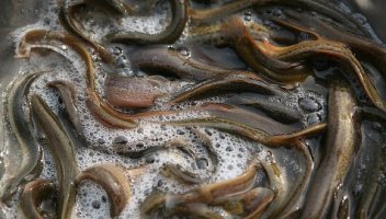 미꾸라지의 효능 (추어탕의 효능)