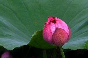 관곡지에 다녀왔어요...