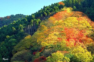 화려하고 아름다운 가을 풍경