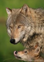 늑대의 위대한 사랑