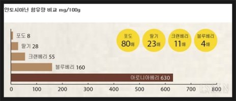 슈퍼파월을 갖고있는 아로니아 효능과 먹는방법에 대해!