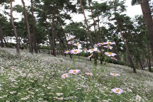 정읍 구절초 축제.