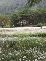 정읍구절초축제