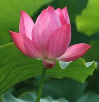시흥 관곡지
