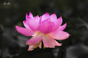 관곡지/연등처럼...