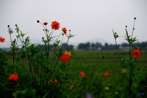 관곡지에서..