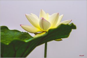 관곡지의연