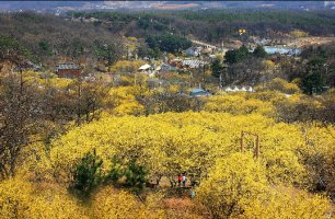 2015 이천 백사 산수유꽃축제