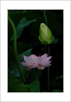 관곡지..6-21