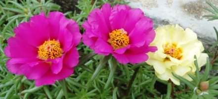 채송화 (Rose Moss: 이끼장미)