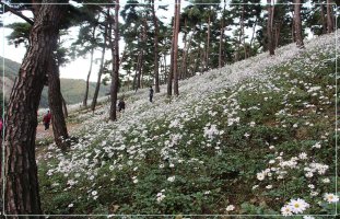 정읍 구절초 축제