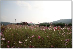 북천코스모스축제장에서