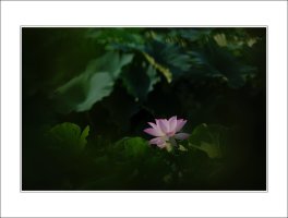 관곡지..12-15