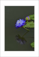 관곡지..5-21