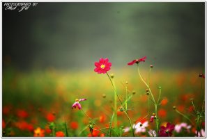 코스모스 길 따라 가을 타는 여인