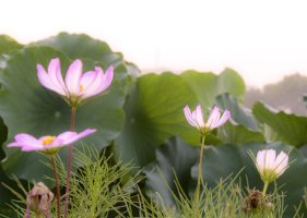 관곡지에서