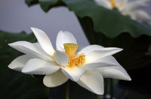 관곡지 연꽃