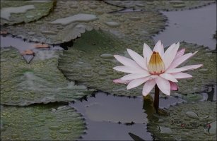 관곡지 연꽃축제