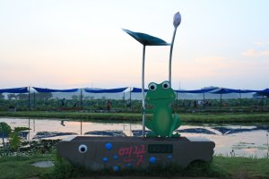 [경기/시흥] 2019 관곡지연꽃.