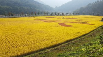 정읍 구절초 축제