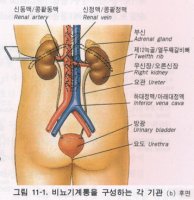 [공유] 신장-신장이주관하는일