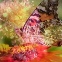Brian Crain 브라이언 크레인 [2000년] - Butterfly Waltz / A Walk in the Forest 듣기