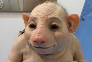 중국광주에서 저팔계후손발견 / 합성일까???