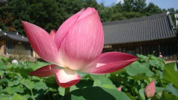 연꽃불교 이미지
