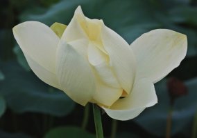 시흥관곡지