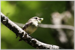 흰눈썹황금새 - 먹이종류